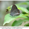 satyrium acaciae abdominalis shamkir x ovo male1